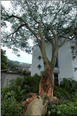 雷電所造成的危害 雷電所造成的危害