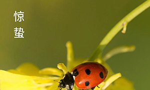 驚蟄-驚雷響 萬(wàn)物生-易造防雷